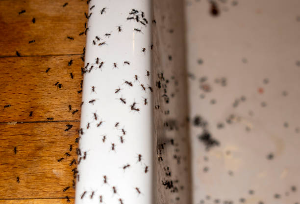 Best Ant Control Services  in Pomeroy, WA
