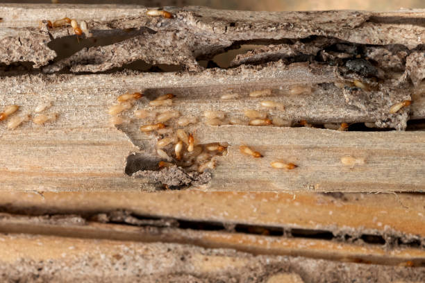 Best Pest Control Near Me  in Pomeroy, WA